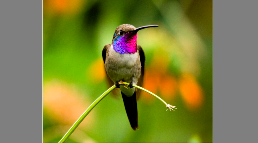 ¿Cuáles son los animales que están en peligro de extinción en Chile?