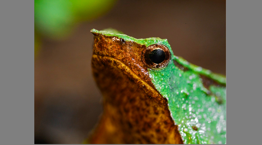 ¿Cuáles son los animales que están en peligro de extinción en Chile?