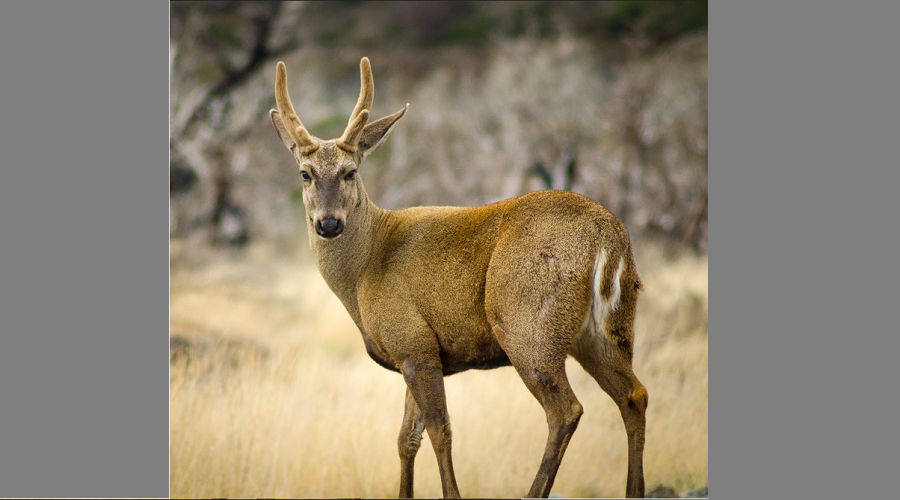 ¿Cuáles son los animales que están en peligro de extinción en Chile?