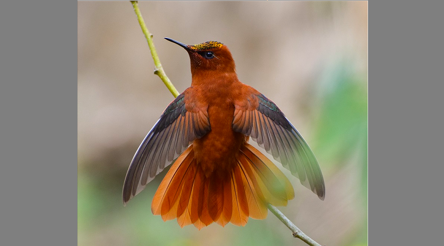 ¿Cuáles son los animales que están en peligro de extinción en Chile?