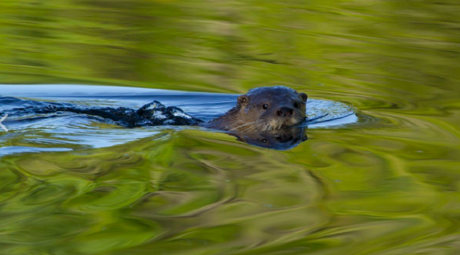 ¿Cuáles son los animales que están en peligro de extinción en Chile?
