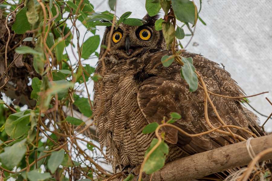 El vital rol de los Cerefas en la fauna silvestre