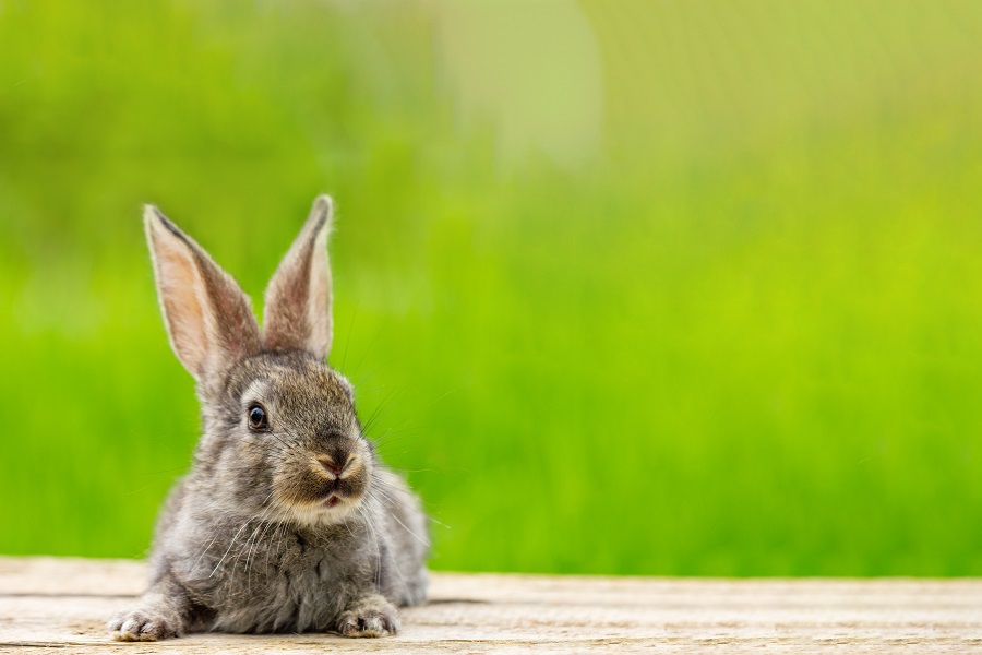 Portrait of a cute fluffy gray rabbit with ears on a natural gre