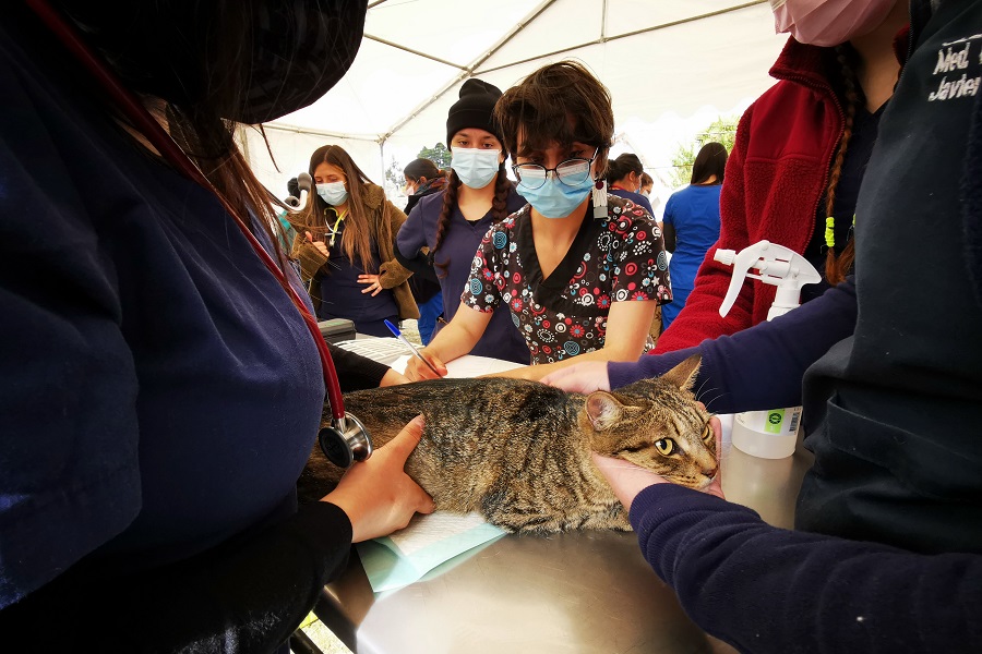 rescate animales medicina veterinaria USS