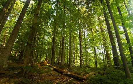 Columna: Los bosques, espacios de vinculación con la naturaleza