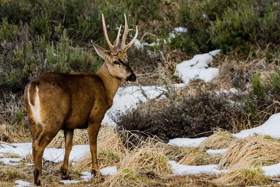 condor-y-huemul-riesgo-de-extinguirse